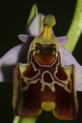 Ophrys fuciflora souchei