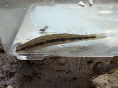 Percina smithvanizi