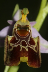 Ophrys fuciflora souchei