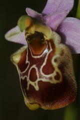 Ophrys fuciflora souchei