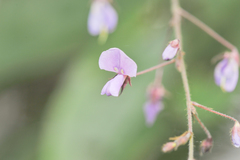 Desmodium campyloclados