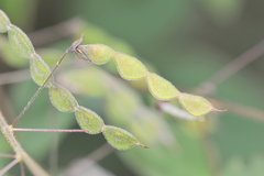 Desmodium campyloclados