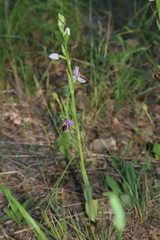 Ophrys fuciflora souchei