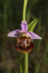 Ophrys fuciflora souchei