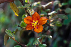 Fremontodendron decumbens