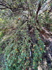 Fremontodendron decumbens