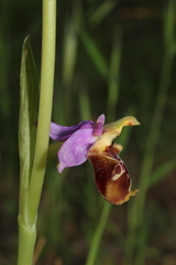 Ophrys fuciflora souchei