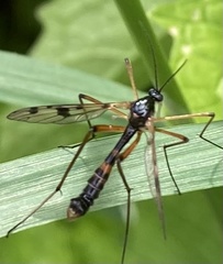 Ptychoptera contaminata