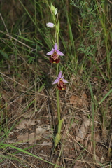 Ophrys fuciflora souchei