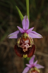 Ophrys fuciflora souchei