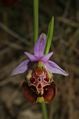 Ophrys fuciflora souchei
