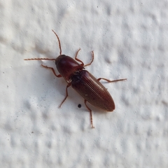 Diplostethus carolinensis