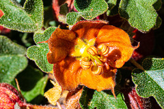 Fremontodendron decumbens