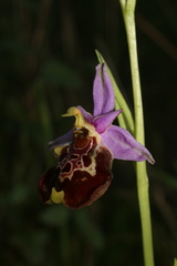 Ophrys fuciflora souchei