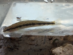 Percina smithvanizi