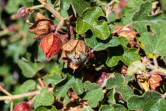 Fremontodendron decumbens