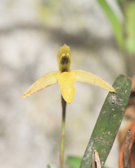 Maxillaria acuminata
