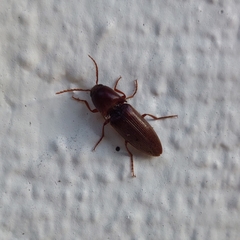 Diplostethus carolinensis