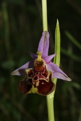Ophrys fuciflora souchei