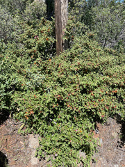 Fremontodendron decumbens