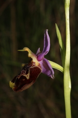 Ophrys fuciflora souchei