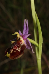 Ophrys fuciflora souchei