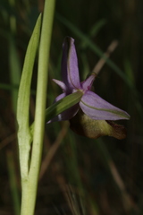 Ophrys fuciflora souchei