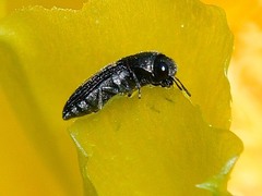 Acmaeodera neglecta neoneglecta