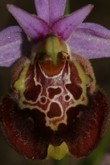 Ophrys fuciflora souchei