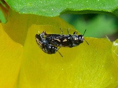 Acmaeodera neglecta neoneglecta