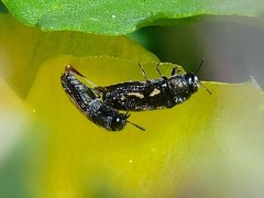 Acmaeodera neglecta neoneglecta