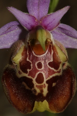 Ophrys fuciflora souchei