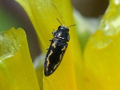 Acmaeodera neglecta neoneglecta