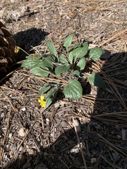 Viola pinetorum