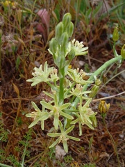 Ornithogalum pyrenaicum