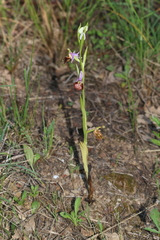 Ophrys fuciflora souchei