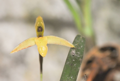 Maxillaria acuminata