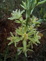 Ornithogalum pyrenaicum