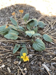 Viola pinetorum