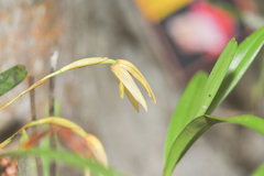 Maxillaria acuminata