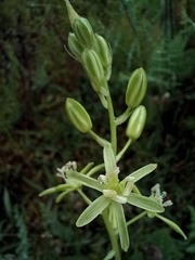 Ornithogalum pyrenaicum