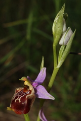 Ophrys fuciflora souchei