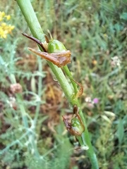 Ornithogalum pyrenaicum