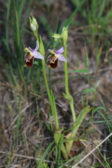 Ophrys fuciflora souchei