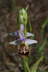 Ophrys fuciflora souchei