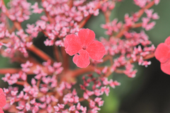 Hydrangea peruviana