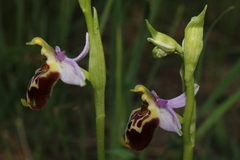 Ophrys fuciflora souchei