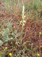 Ornithogalum pyrenaicum