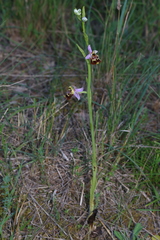 Ophrys fuciflora souchei