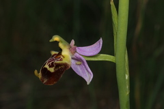 Ophrys fuciflora souchei